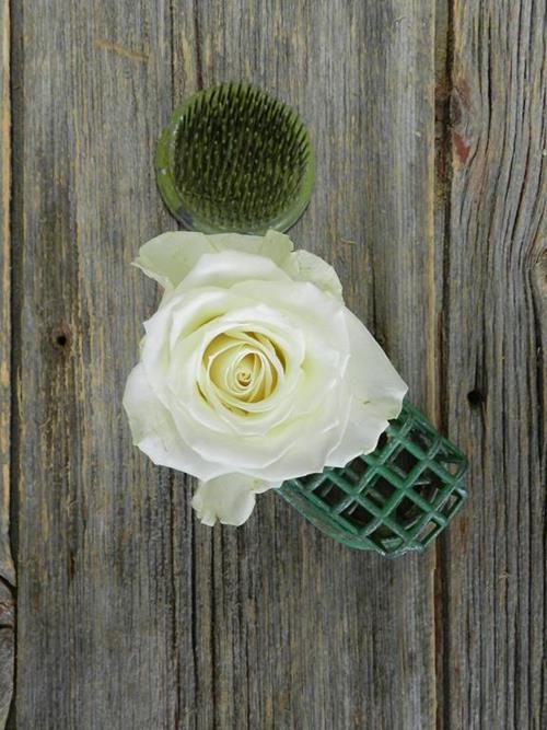 ESCIMO  WHITE ROSES